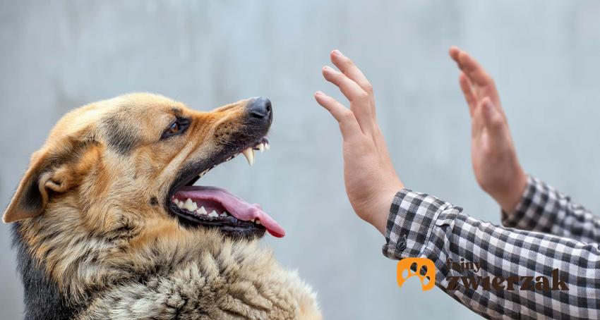 Pies próbuje rzucić się na mężczyznę, pies próbuje ugryźć właściciela, jak uspokoić psa podczas agresywanego ataku, zestresowany pies a agresywne zawowanie