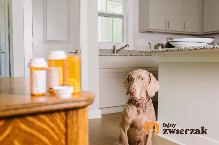 Zestresowany pies, pies patrzy na tabletki leżące na stole, czy pies może być agresywny kiedy jest zestresowany, czy podczas burzy można podawać psy tabletki uspokajające