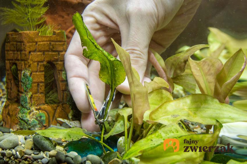 Dłoń w lateksowej rękawiczce bada rośliny w akwarium, sprawdzanie stanu roślin w akwarium, jak rozpoznać chlorozę roślin i jakie są charakterystyczne cechy chlorozy roślin