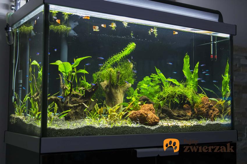 Domowe akwarium, rośliny w akwarium, oświetlone akwarium, czy światło ma wpływ na występowanie krzemianów w akwarium