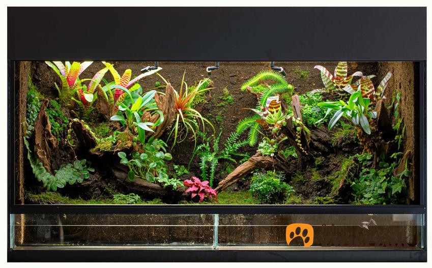 Roślinne wyposażenie akwarium, jakie światło powinno znajdować się w paludarium, jak poradzić sobie z glonami w paludarium