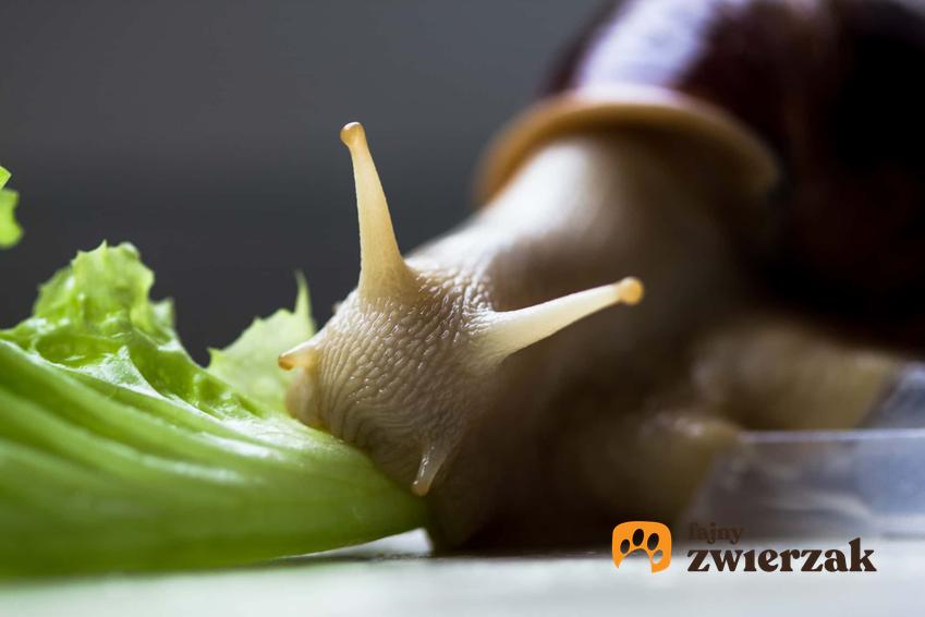 Ślimat lądowy zjada zielone warzywo, jak odżywiają się ślimaki żyjące na lądzie, jak odżywiają się ślimaki żyjące w wodzie