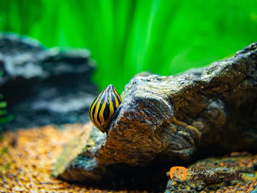 Ślimak neritina w akwarium, czym żywi się ślimak neritina, jak szybko rozmnaża się ślimak neritina