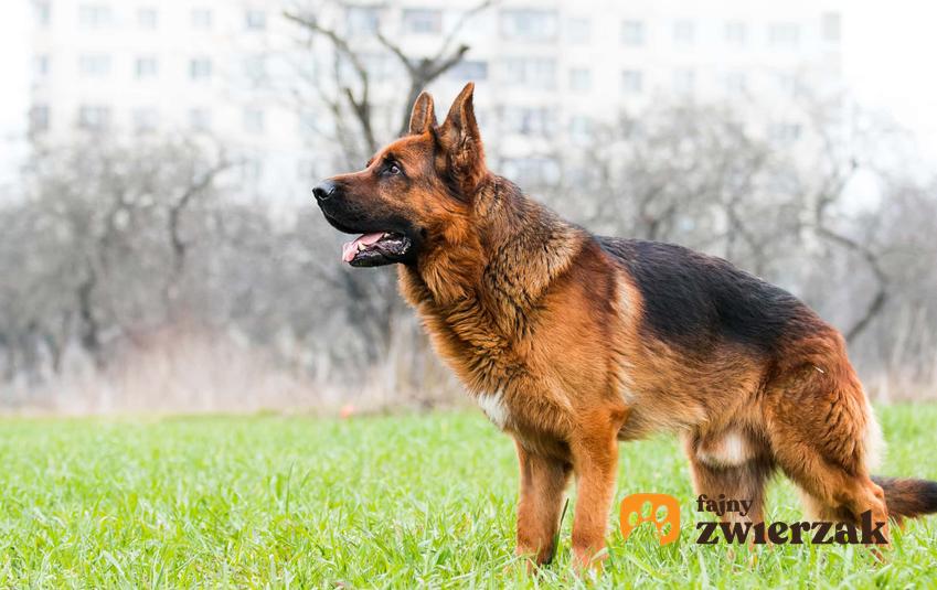 Owczarek niemiecki i jego charakterystyka, budowa ciała owczarka niemieckiego, doskonalenie ras psów w hodowlach