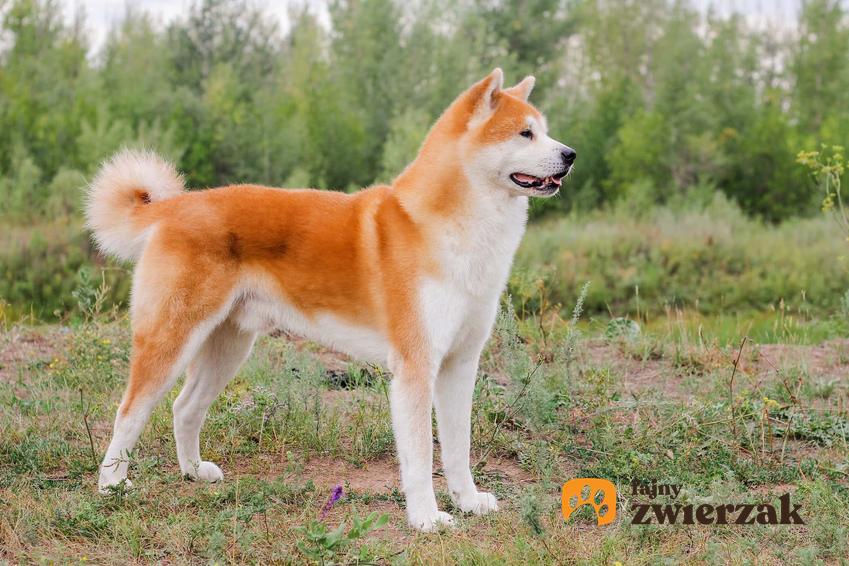 Akita inu i jego cechy charakterystyczne, umaszczenie akity inu, ile jest na świecie ras psów