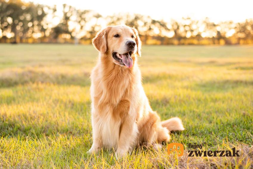 Golden retriever i jego cechy charakterystyczne, umaszczenie golden retrievera, różniece między rasami psów