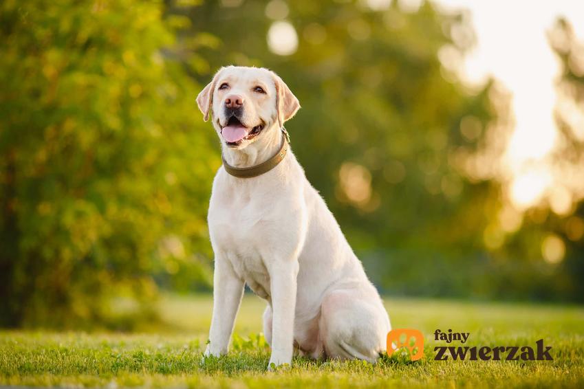 Labrador retriever i jego cechy charakterystyczne, umaszczenie labradora retrievera, najczęściej mylone ze sobą rasy psów