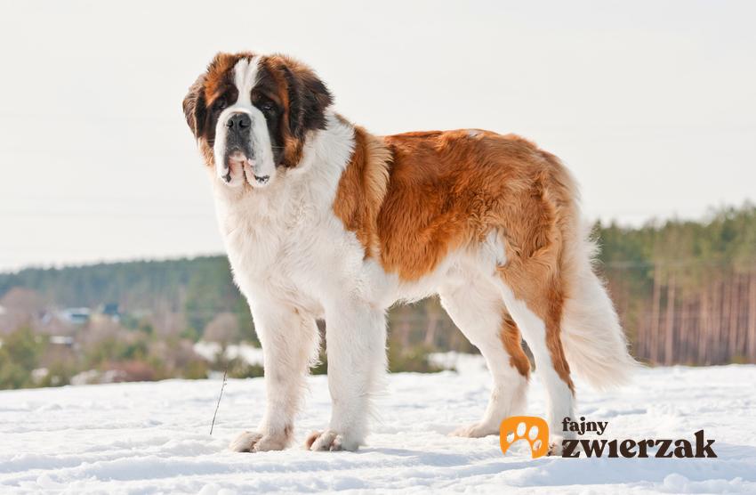 Duży pies rasy bernardyn na śniegu, a także charakter bernardyna i jego opis