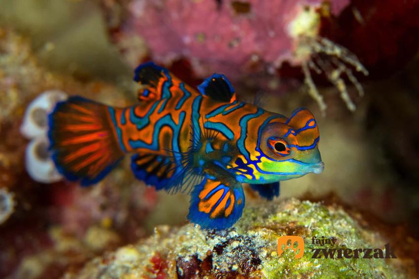 Kolorowa ryba synchiropus splendidus, jakie są sposoby na wyciągnięcie na powierzchnię ryb zamieszkujących głębiny wód