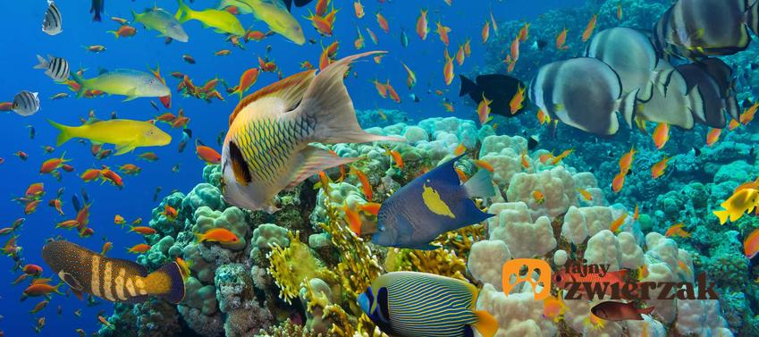 Ryby na dnie oceanu, rafa koralowa i ryby, co kryją w sobie wody głębinowe i gdzie występują najwięjsze głębiny wodne