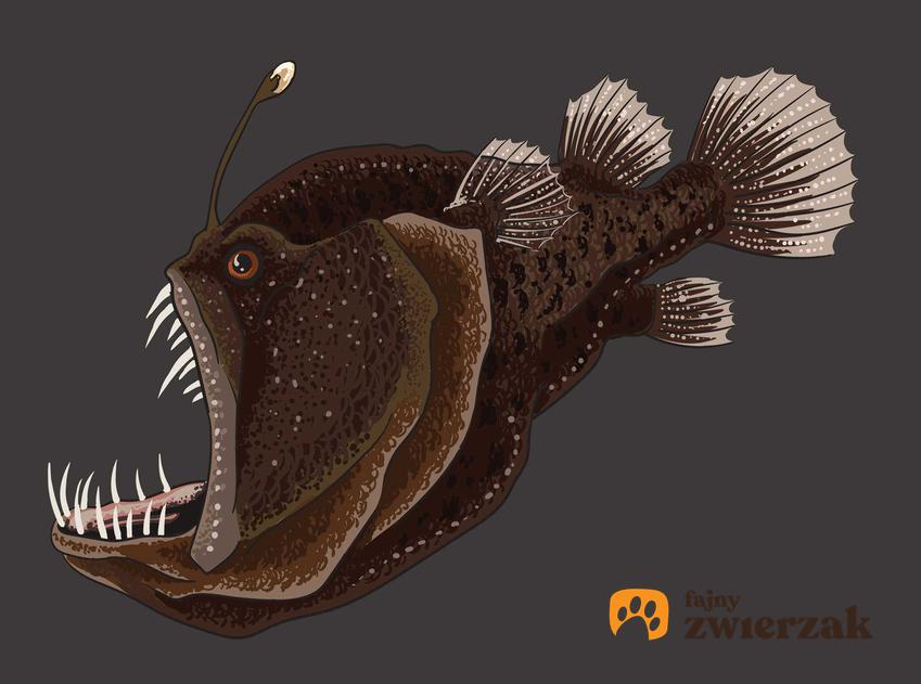 Rysunek przedstawiający rybę ze światełkiem, a także nazwa gatunku, jego występowanie oraz opis ryby krok po kroku