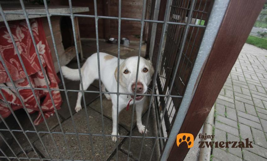 Pies siedzący w klatce, a także informacje, gdzie zgłosić znęcanie się nad zwierzętami i przepisy prawa dotyczące zwierząt