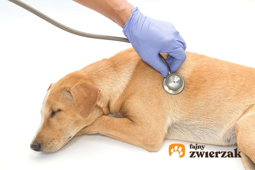 Chory pies leżący z zamkniętymi oczami podczas badania weterynaryjnego, pies badany stetoskopem,