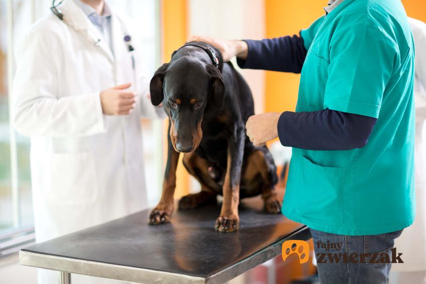 Czarny, zrezygnowany pies u weterynarza na stole podczas badania weterynaryjnego, jakie tabletki można podać psu na pasaożyty, jak zapobiegać pojawianiu się pasożyów w organizmie psa