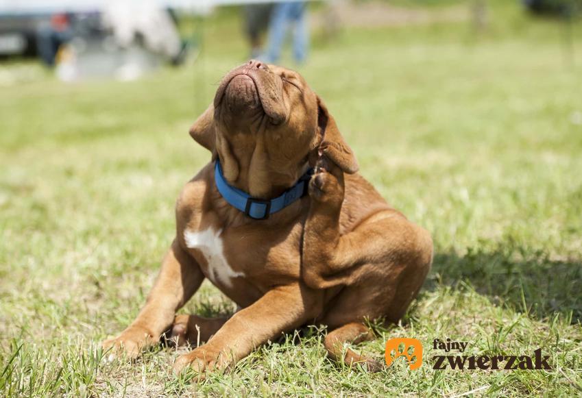 Brązowy pies drapiący się za uchem siedząc na trawie, stan gorączkowy a borelioza u psa, objawy grypopodobne w przypadku boreliozy u psa