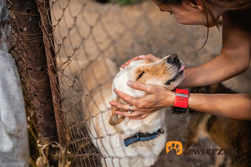 Kobieta z czułością trzymająca głowę psa w dłoniach, pies czujący się dobrze w towarzystwie człowieka, jakie kwestie przemyśleć przed zakupem lub adopcją psa, na czym polega lęk separacyjny u psa, jak pomóc psu zaaklimatyzować się w nowym otoczeniu