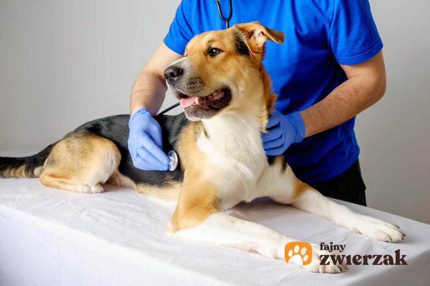 Weterynarz w lateksowych rękawiczkach bada dłońmi psa leżącego na stole, jak pomóc psu w bolesnym burczeniu brzucha, czy można psu podać lekarstwa na ból brzucha i silne burczenie