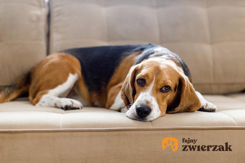 Pies leżący na kanapie ze smutną miną, pies odpoczywający na sofie, skąd się bierze burczenie w brzuchu psa,