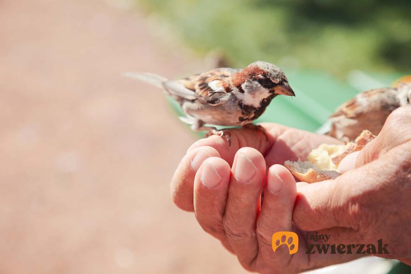 Ptaszek siedzący na dłoni człowiek, a której trzyma kawałki chleba, zakazane produkty dla ptaków, dlazego chleb szkodzi kaczkom, jak pieczywo działa na organizm ptaków