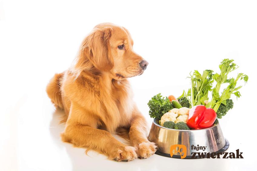 Pies leżący przy metalowej misce wypełnionej warzywami, jakie witaminy potrzebne są w diecie psa i w jakich warzywach znaleźć witaminy niezbędne dla pupila