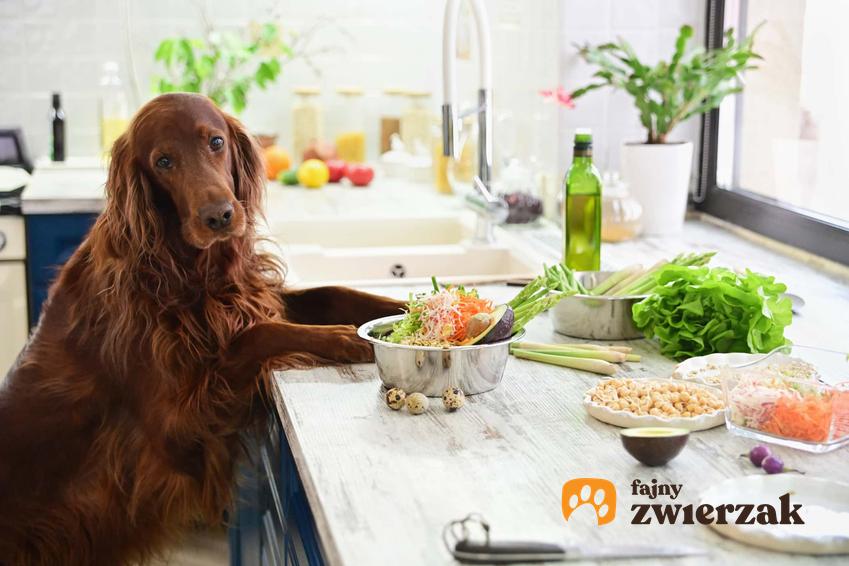 Pies stojący na tylnych łapach przed blatem w kuchni, na którym znajdują się owoce i warzywa, owocowe smakołyki dla psów i specjalne warzywne przekąski dla psów