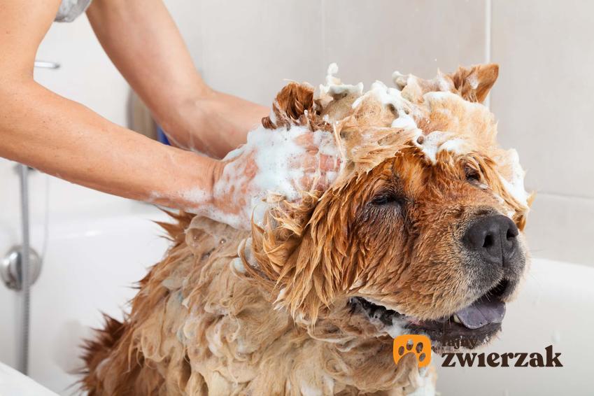 Namydlony pies w kąpieli, kobieta myje sierść psa w wannie, kąpanie psa w wannie czy pod prysznicem, czego pies boi się podczas kąpieli, czy przyzwyczajać szczeniaka do kąpieli