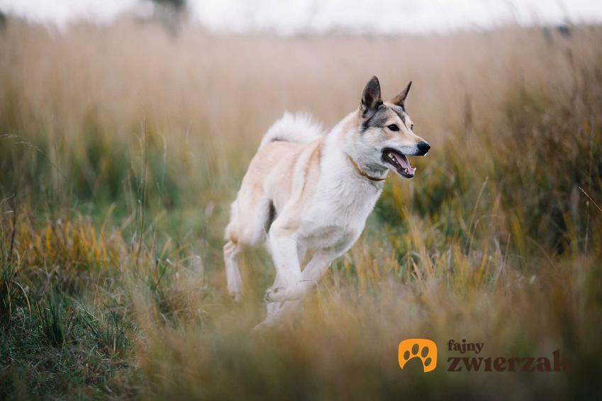 Biegnąca łajka wschodniosyberyjska, pies o ciekawym wyglądzie i charakterze, a także usposobienie i hodowla w pigułce