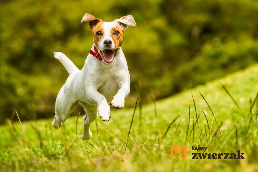 Szczęśliwy pies biegnący po trawie, zadziwiające zachowanie psów, jak działa słuch psa, jak działa wzrok psa
