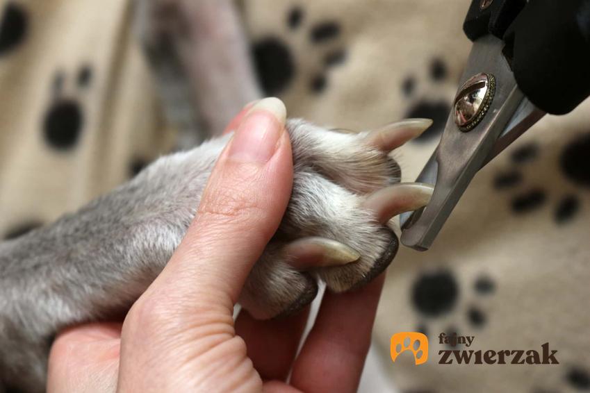 Właściciej obcina psu pazury specjalnym obcinakiem, jak nie sprawić psu bólu przy obciananiu pazurów