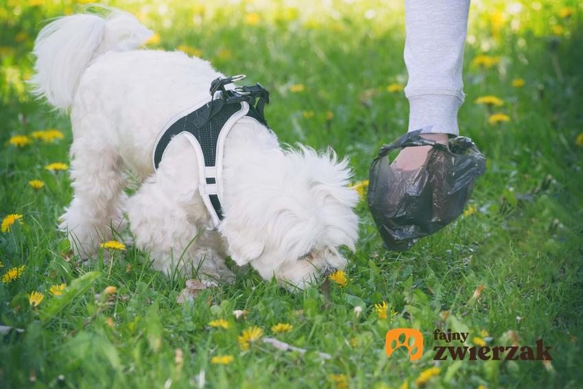 Mały, biały pies wąchający trawę i człowiek zbierający psie odchody, właściciel sprząta kupę po swoim psie, czy jedzenie kup przez psa jest niebezpieczne dla jego zdrowia