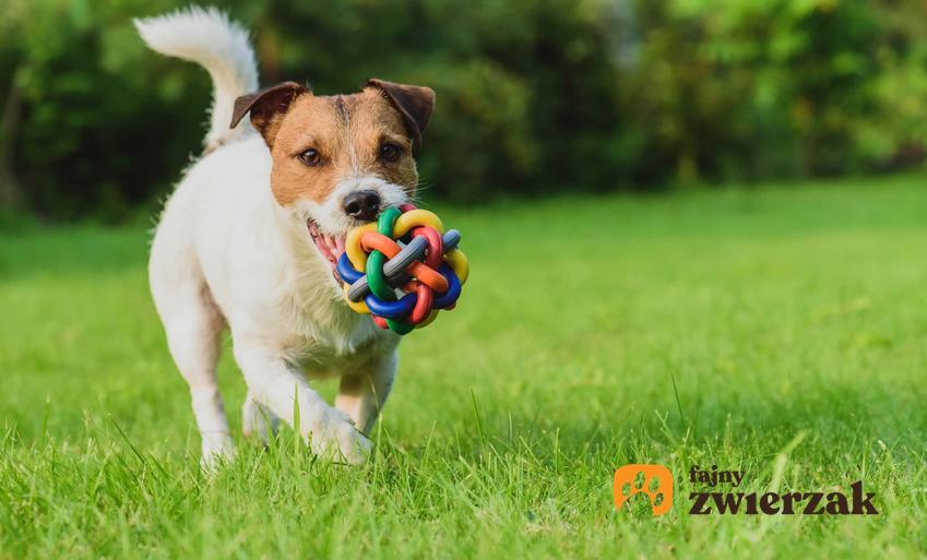 Pies biegnący po trawie z zabawką w pysku, jak długo pies powinien spać w ciągu doby, jakie posiłki są odpowiednie dla czworonoga i ile razy dziennie pies powinien jeść