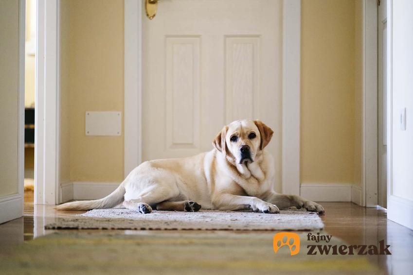 Pies leżacy na dywaniku w domu, jak nauczyć dorosłego psa zostawania samemu w domu, dlaczego pies nie lubi zostawać sam w domu, dlaczego pies jest zestresowany kiedy zostaje sam w domu