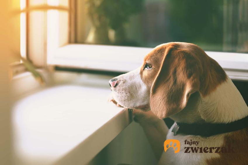 Pies patrzy przez okno z głową opartą o parapet, czym zając psa kiedy zostaje sam w domu, na jak długo można zostawić psa samego w domu