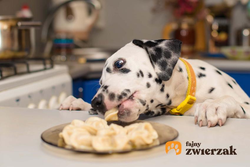 Pies rasy dalmatyńczyk podjada jedzenie w talerza znajdującego się na stole, jak zapobiegać nawykowi podkradania jedzenia ze stołu prze psa, gadżety pomagające w tresurze psa