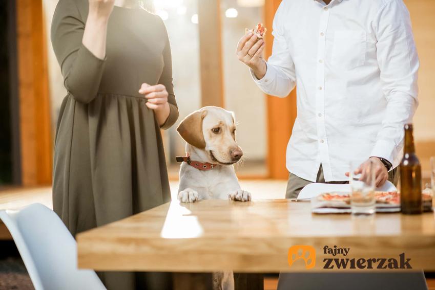 Pies opiera się łapami o stół i obserwuje jedzenie, jak ukarać psa kiedy podjada jedzenie z talerza, jak odpowiednio reagować kiedy pies podjada ze stołu