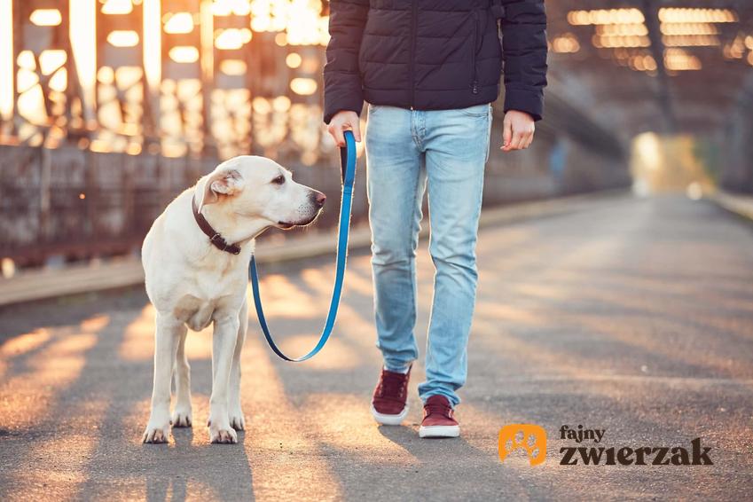 Pies idący przy nodze, posłuszny pies na spacerze, jak uczyć psa chodzenia na luźnej smyczy będąc w domu, jak nagradzać psa za posłuszeństwo