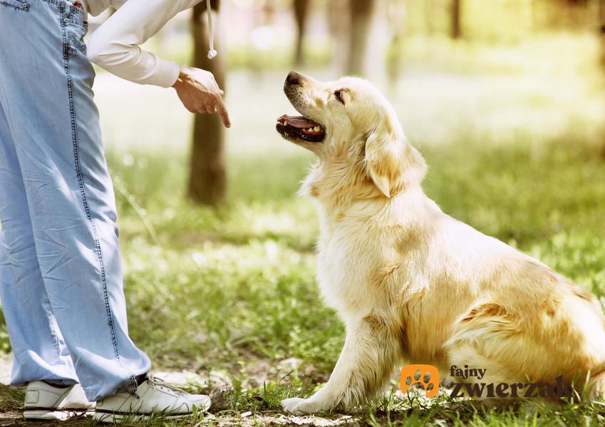 Kobieta stoi nad psem z wyciągniętym w jego stronę palcem, Pies słycha poleceń właściciela, jak się przygotować do tresury psa, o czym warto pamiętać czy nauce psa wykonywania komend