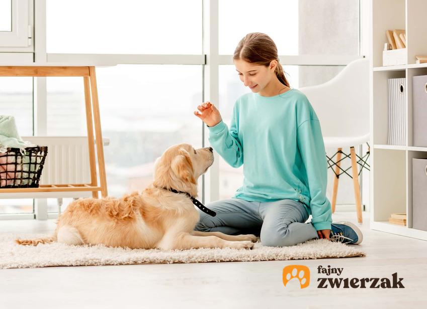 Dziewczynka siedzi z psem na podłodze w pokoju patrząc na siebie nawzajem, tresura psa przez zabawę i skuteczne techniki nauki psa zostawania na miejscu