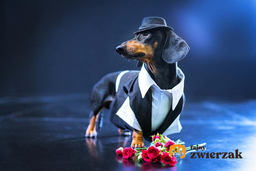 Pies rasy jamnik w eleganckim przebraniu stojący na scenie z czeronymi kwiatami, podkład muzyczny do bajki o psie Reksio, piosenki o psach dla dzieci, Puszek Okruszek, czyli kultowa piosenka o psie