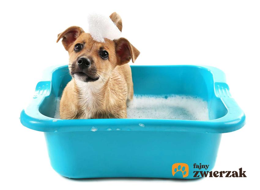 Как купать щенка, советы и рекомендации для владельцев