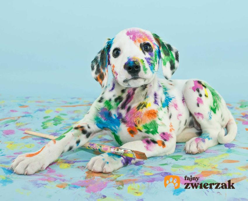 Pies po zabawie farbami, a także informacje, czy pies to wieczne dziecko, które można tak traktować