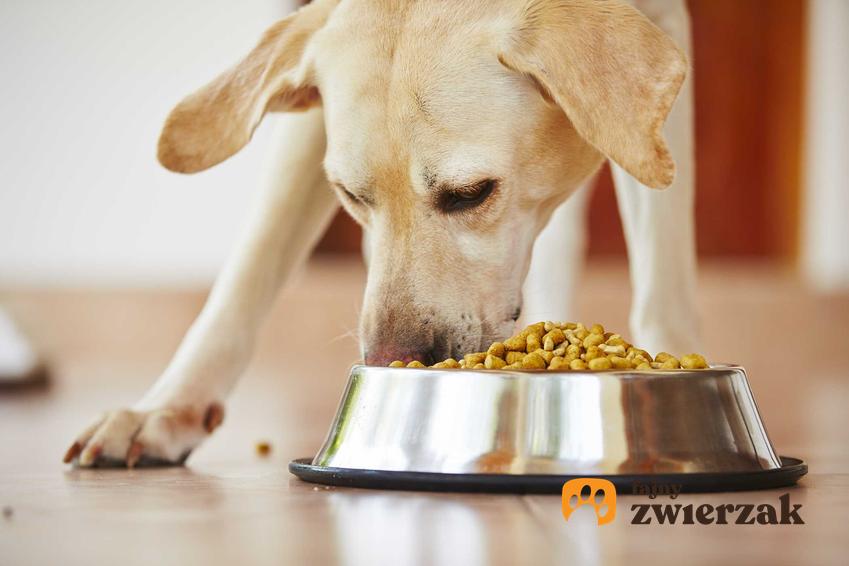 Pies jedzący karmę odchudzającą, a także dieta odchudzająca dla psa - najważniejsze zasady
