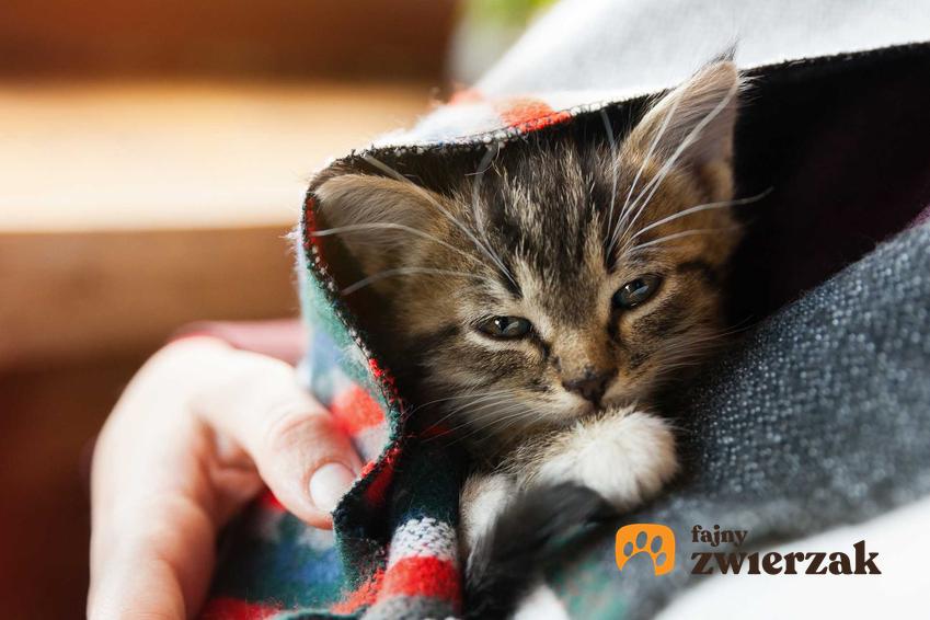 Mały kotek schowany pod kocykiem, a także koci katar krok po kroku, leczenie, przyczyny oraz objawy choroby