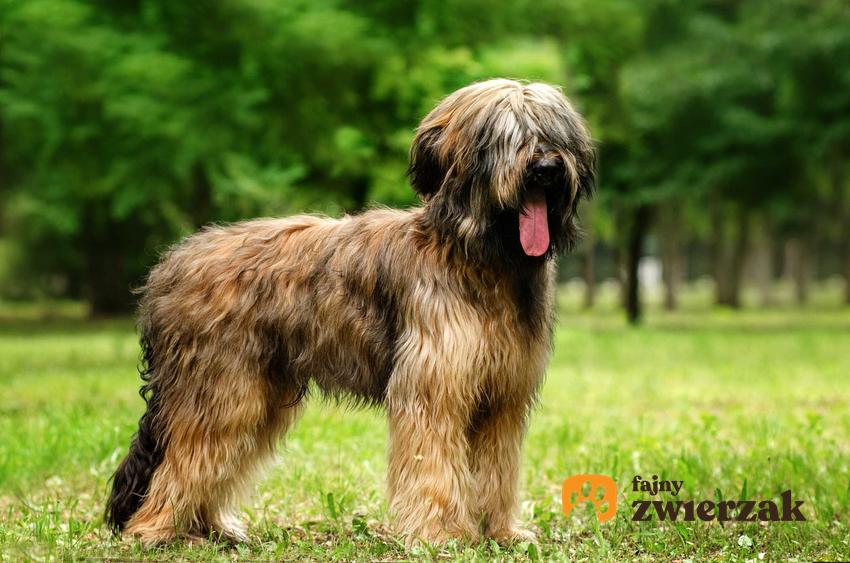 TOP 10 ras psów pasterskich, czyli najciekawsze i najpiękniejsze rasy zaliczane do psów pasterskich