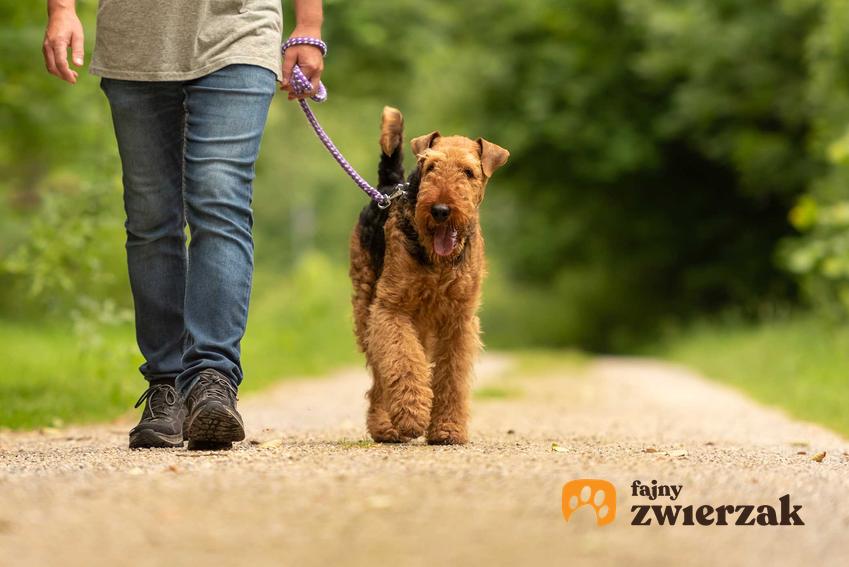 Pies na spacerze ze smyczą przyczepioną do szelek, a także jak dobrać obrożę i szelki dla psa