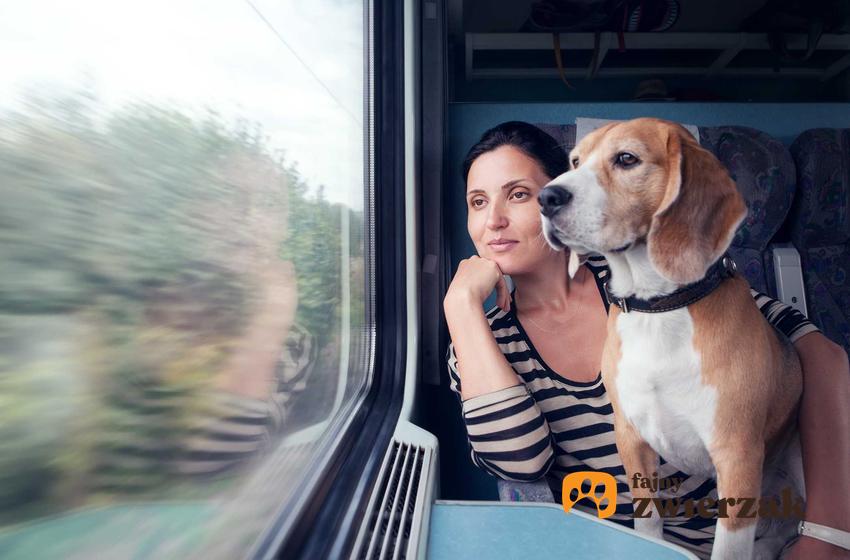 Pies w pociągu na kolanach właścicielki, a także informacje, jak bezpiecznie przewozić psa pociągiem