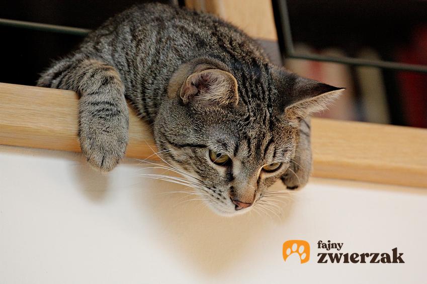 Kot dachowiec oraz koty dachowe i popularne rasy kotów w zestawieniu porównawczym