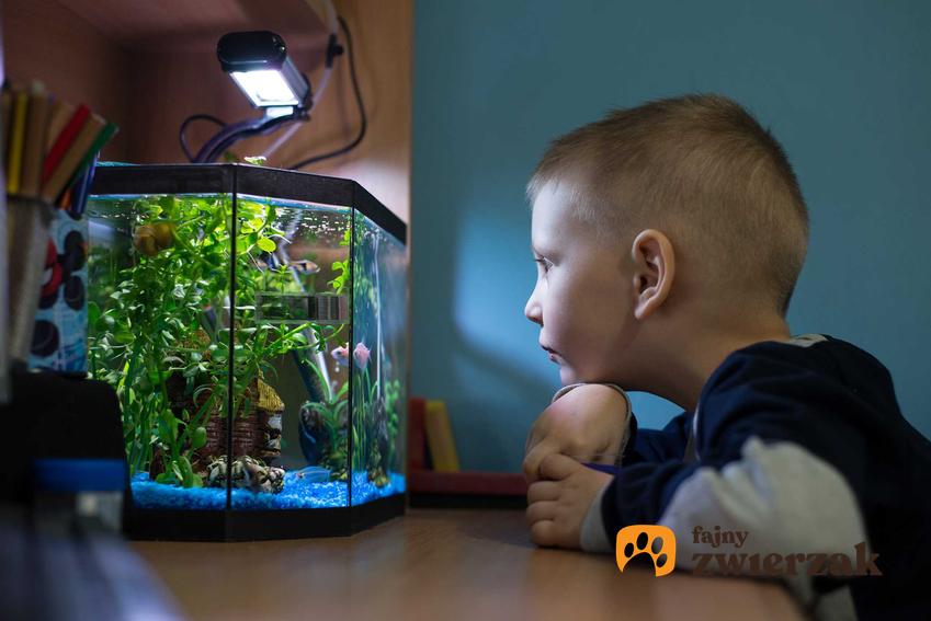 Świetlówka do małego akwarium, a także podpowiedzi, jak wybrać oświetlenie do akwarium
