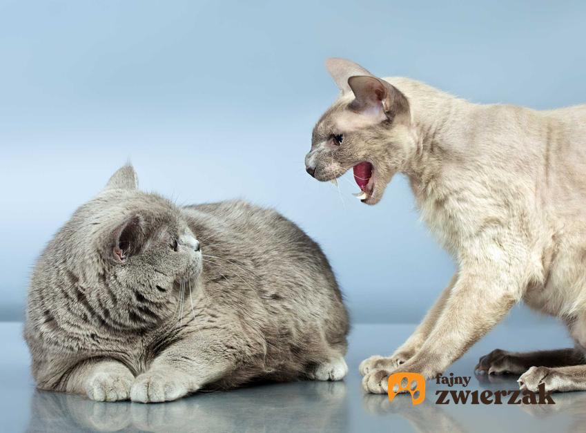 Agresywny kot, który atakuje innego kota, a także informacje, skąd się bierze agresja u kotów