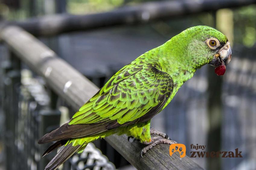 Nietypowa papuga afrykanka kongijska, a także jej charakter, opis oraz wymagania w hodowli